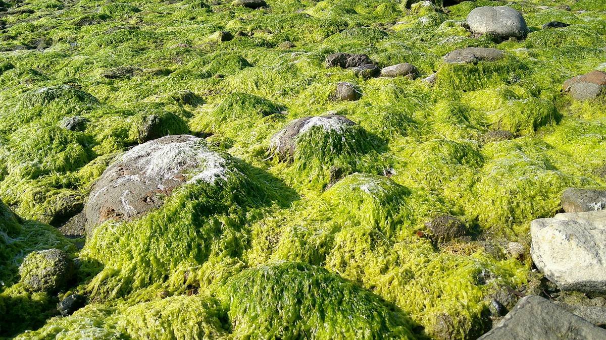 Green seaweed covers rocks on a sunny shore