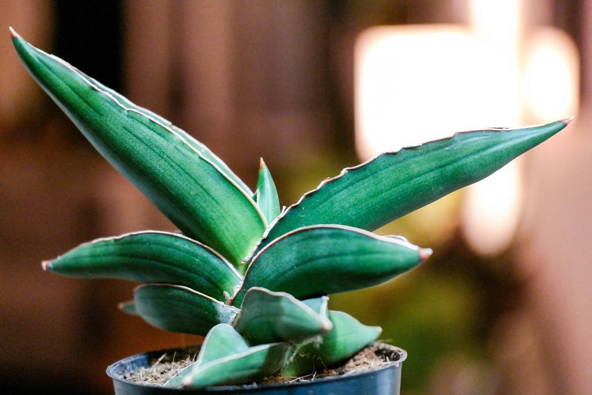 Is a Spirogyra Supplement the Missing Link in Your Organic Skincare Routine?