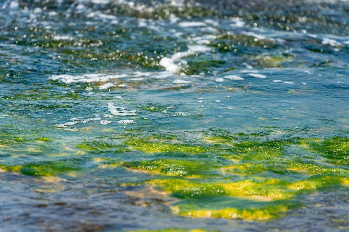 Is the Chlamydomonas Plant the Future of Organic Seaweed Skincare? Here’s What You Need to Know