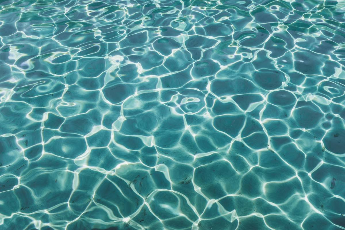 close-up of fresh organic seaweed being harvested for seaweed extract for skin