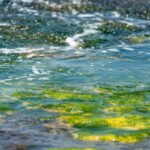 What Is Euglena Marine—and Why Your Skin Might Be Craving This Underwater Superfood