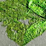 Why the Diatom Plant Is the Underrated Powerhouse in Organic Seaweed Skincare