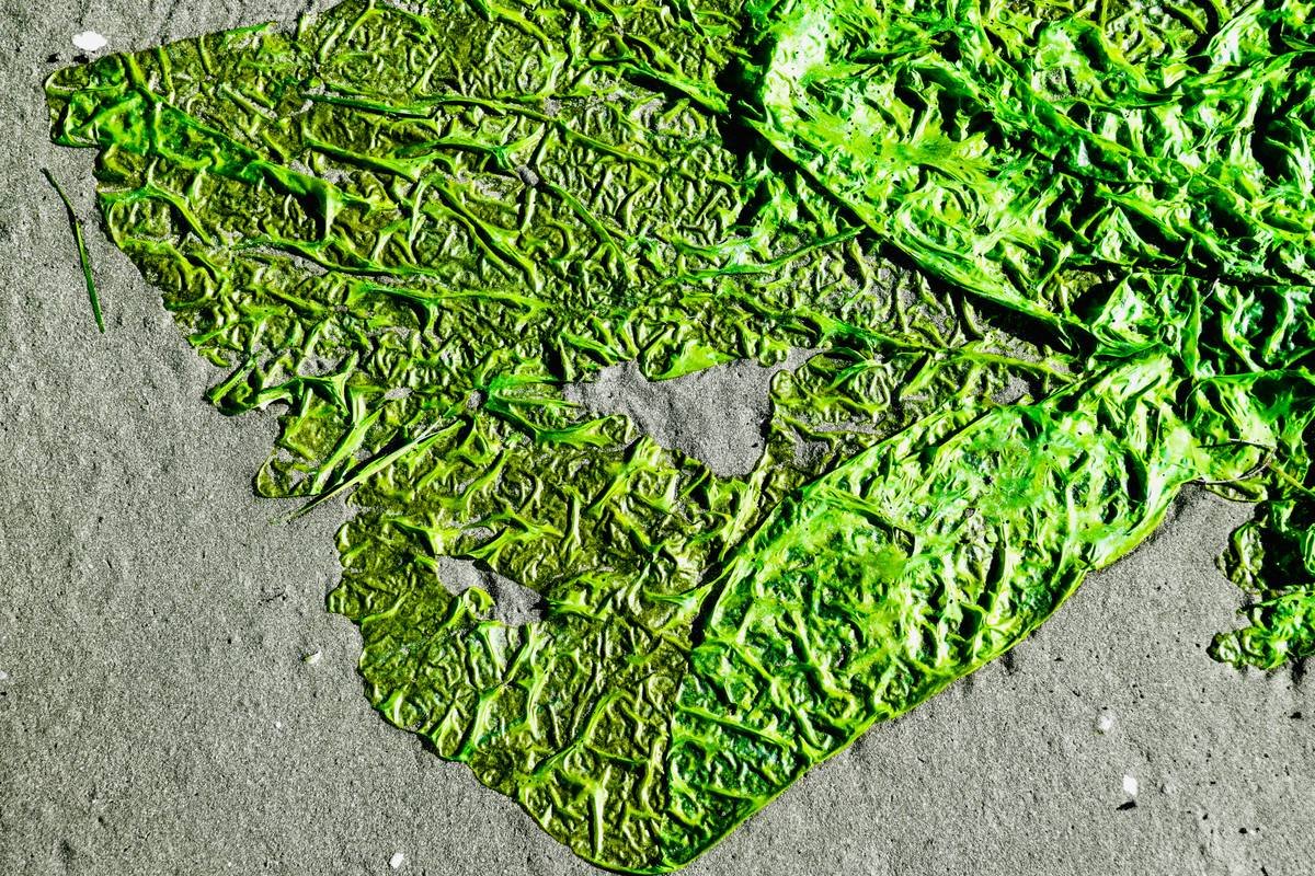 Why the Diatom Plant Is the Underrated Powerhouse in Organic Seaweed Skincare