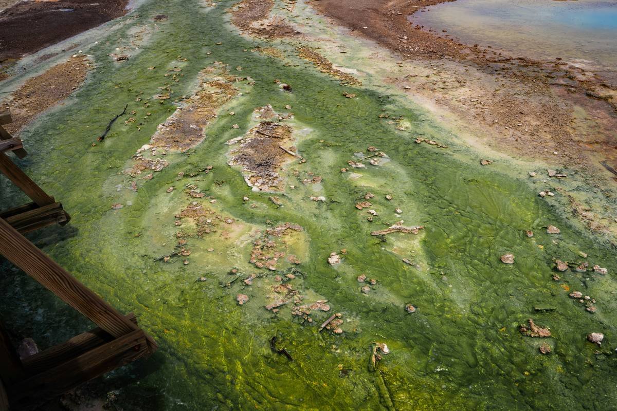 benefits of seaweed in skincare showing brown red and green seaweed types on clean white background