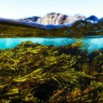 organic seaweed health benefits: The Overlooked Superfood Hiding in Plain Sight