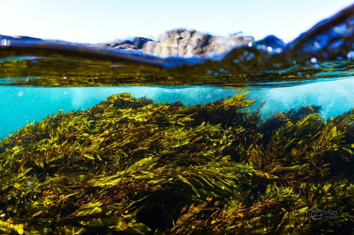organic seaweed health benefits: The Overlooked Superfood Hiding in Plain Sight