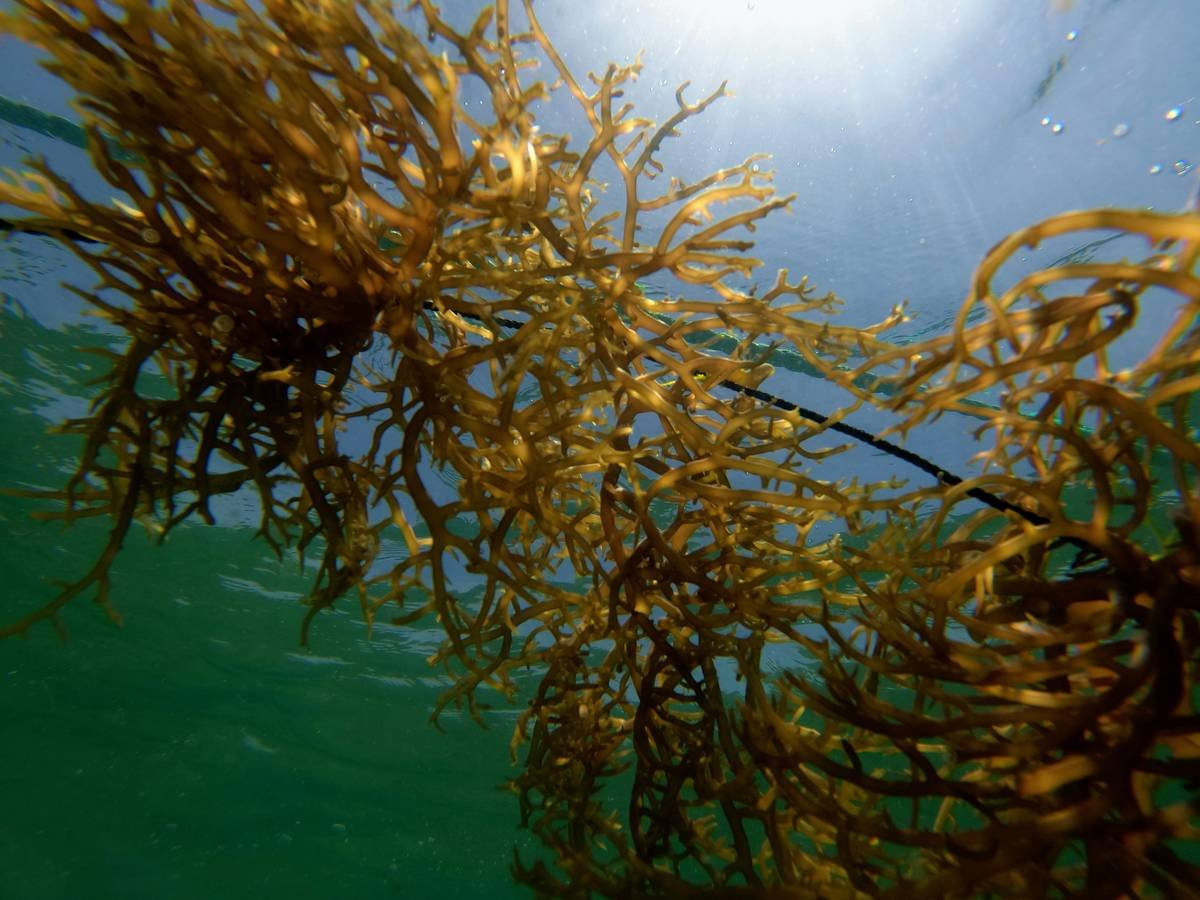 organic seaweed health benefits: cold-extracted seaweed serum applied to glowing skin